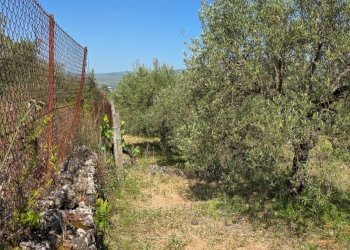 Giardino - Terreno agricolo Contrada Pianodario
snc, Randazzo - foto 33