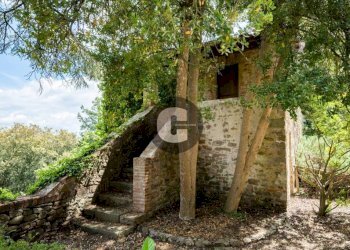 Terreno - Stabile - Palazzo strada provinciale 102, Radda in Chianti - foto 12