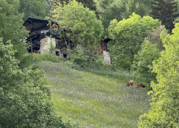 Giardino - Baita Peio - photo 1