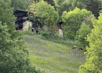 Giardino - Baita Peio - photo 12