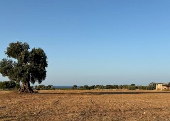 WhatsApp Image 2026-04-28 at 11.52.27 (4).jpg - Agricultural land Contrada Cerasina, Fasano - photo 14