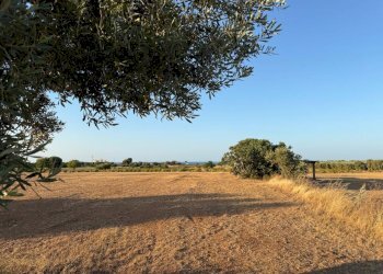 WhatsApp Image 2026-04-28 at 11.52.27 (6).jpg - Agricultural land Contrada Cerasina, Fasano - photo 15