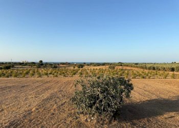 WhatsApp Image 2026-04-28 at 11.52.28 (3).jpg - Agricultural land Contrada Cerasina, Fasano - photo 17