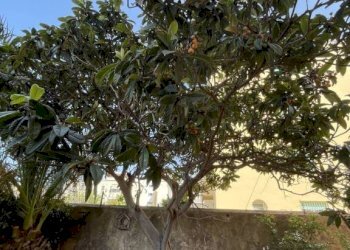 Giardino - Trilocale via Brigata Garibaldi, 12, Livorno - foto 10