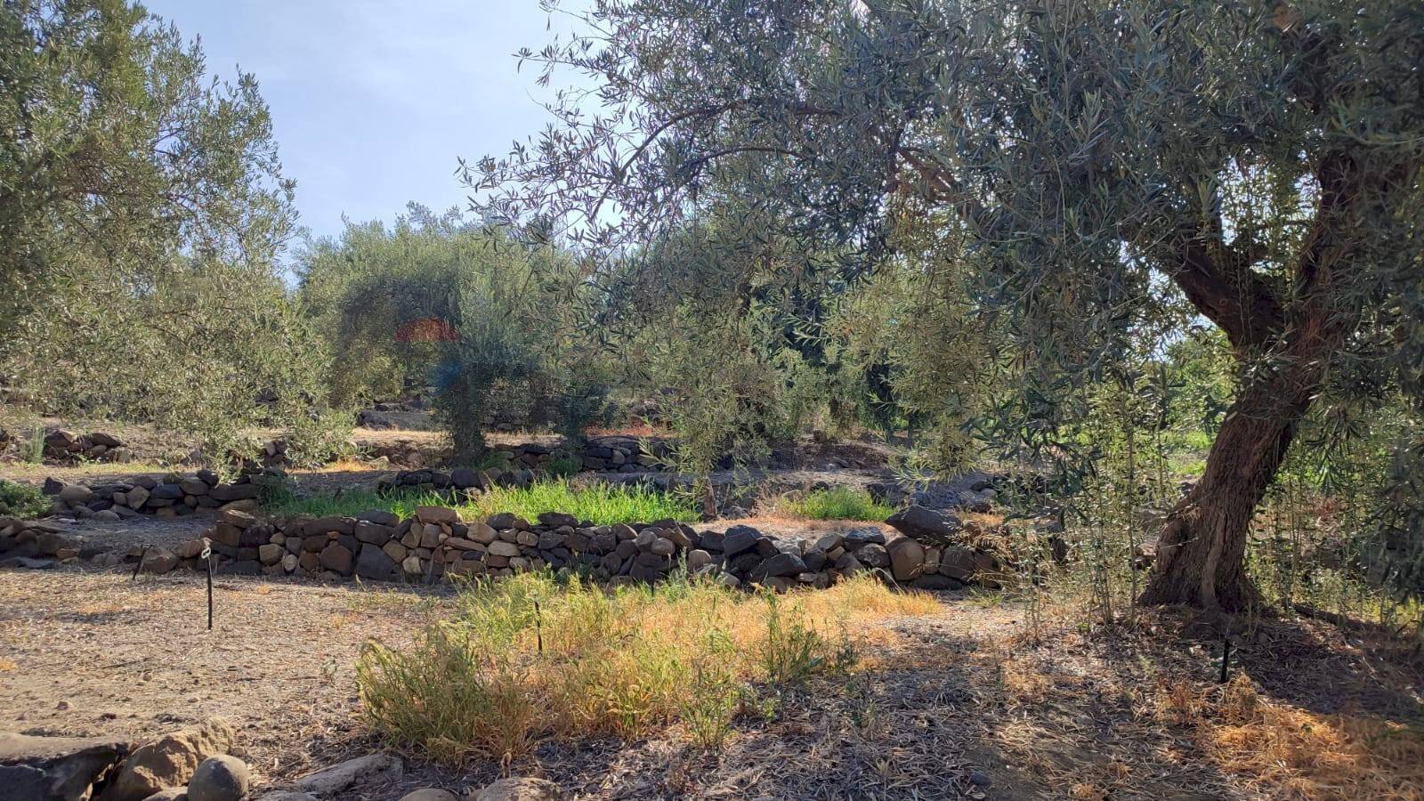 Giardino - Terreno agricolo Contrada Prefalaci
snc, Paterno - foto 2