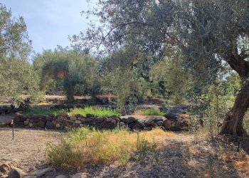Giardino - Agricultural land Contrada Prefalaci
 
snc, Paterno - photo 2