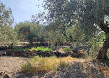 Giardino - Agricultural land Contrada Prefalaci
 
snc, Paterno - photo 8