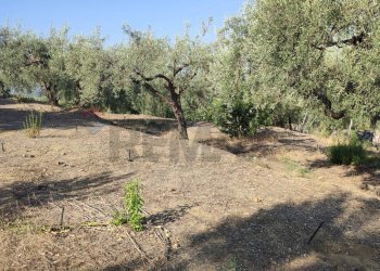 Giardino - Agricultural land Contrada Prefalaci
 
snc, Paterno - photo 17