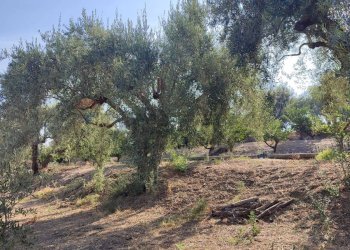 Giardino - Agricultural land Contrada Prefalaci
 
snc, Paterno - photo 19