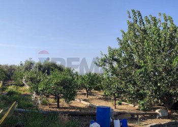 Giardino - Agricultural land Contrada Prefalaci
 
snc, Paterno - photo 20