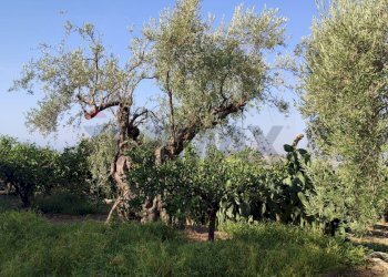 Giardino - Agricultural land Contrada Prefalaci
 
snc, Paterno - photo 27