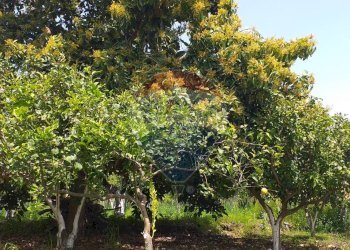 Giardino - Terreno agricolo Contrada Lavina
 
snc, Fiumefreddo di Sicilia - foto 4