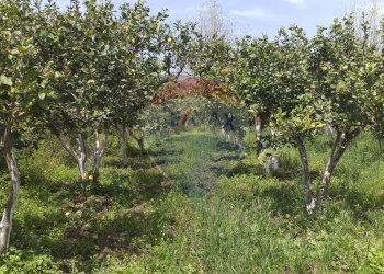 Giardino - Terreno agricolo Contrada Lavina
 
snc, Fiumefreddo di Sicilia - foto 5