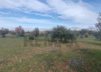 Giardino - Terreno agricolo VIA ANDROMEDA
 
SN, Caltagirone - foto 3