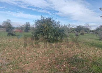Giardino - Terreno agricolo VIA ANDROMEDA
 
SN, Caltagirone - foto 5