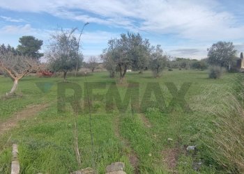 Giardino - Terreno agricolo VIA ANDROMEDA
 
SN, Caltagirone - foto 10