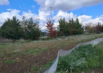 Giardino - Terreno edificabile via Leonardo Sciascia
59, Comiso - foto 4