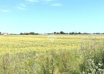 Agricultural land Via Mariana, Cesena - photo 1
