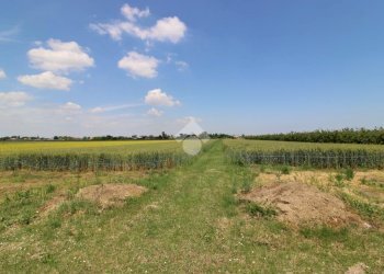 Agricultural land Via Mariana, Cesena - photo 2