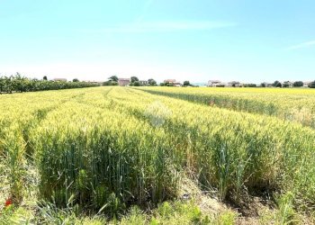 Agricultural land Via Mariana, Cesena - photo 3