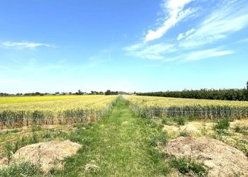 Agricultural land Via Mariana, Cesena - photo 4