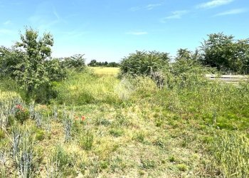 Agricultural land Via Mariana, Cesena - photo 5