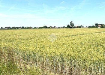 Agricultural land Via Mariana, Cesena - photo 6