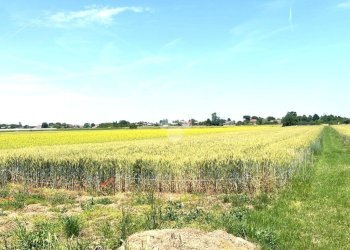 Agricultural land Via Mariana, Cesena - photo 10