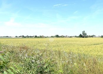 Agricultural land Via Mariana, Cesena - photo 11