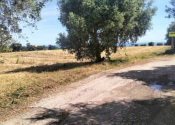 Foto 4 - Terreno agricolo contrada Monti, Grottammare - foto 4