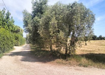 Foto 5 - Terreno agricolo contrada Monti, Grottammare - foto 5