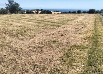 Foto 6 - Terreno agricolo contrada Monti, Grottammare - foto 6
