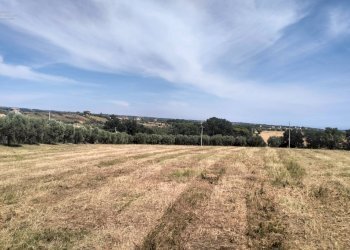 Foto 8 - Terreno agricolo contrada Monti, Grottammare - foto 8