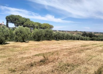 Foto 9 - Terreno agricolo contrada Monti, Grottammare - foto 9