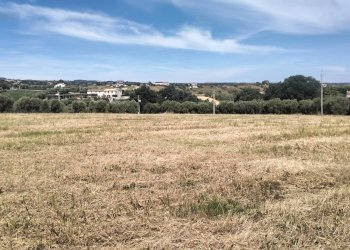 Foto 12 - Terreno agricolo contrada Monti, Grottammare - foto 12