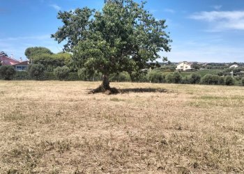 Foto 14 - Terreno agricolo contrada Monti, Grottammare - foto 14