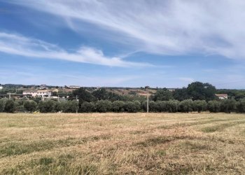 Foto 16 - Terreno agricolo contrada Monti, Grottammare - foto 16