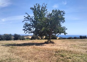 Foto 19 - Terreno agricolo contrada Monti, Grottammare - foto 19