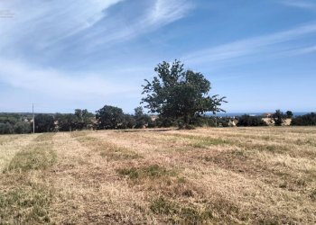 Foto 20 - Terreno agricolo contrada Monti, Grottammare - foto 20