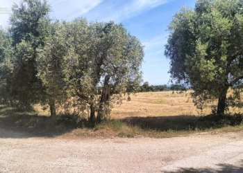 Foto 21 - Terreno agricolo contrada Monti, Grottammare - foto 21
