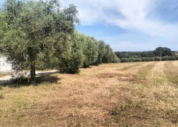 Foto 22 - Terreno agricolo contrada Monti, Grottammare - foto 22