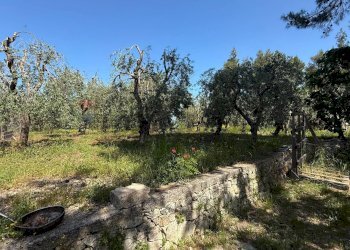uliveto - Casa semi indipendente Via Bucci
 
SNC, Vico del Gargano - foto 17