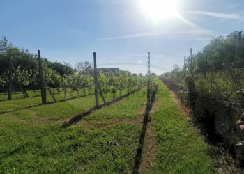 Foto 4 - Terreno edificabile ZONA VIA DELLA LIBERTA', Capua - foto 4