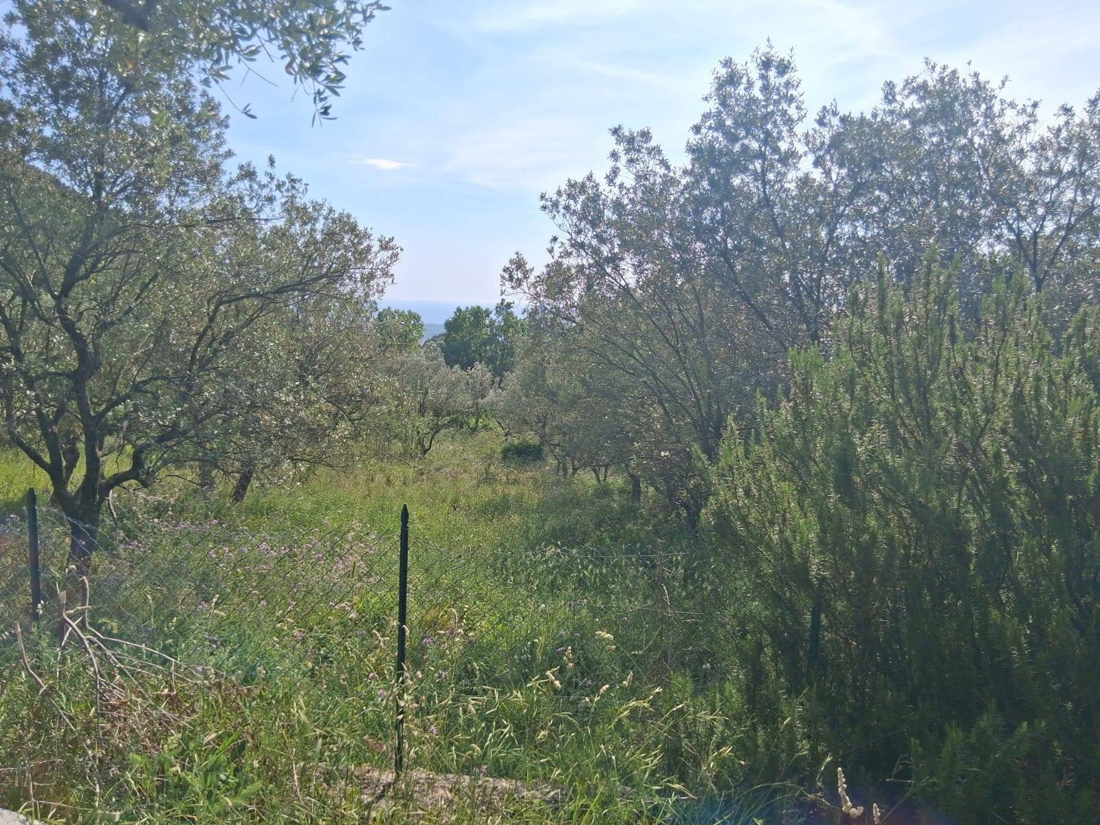 Foto 1 - Agricultural land via  provinciale 168
 
nd, Capaccio Paestum - photo 1