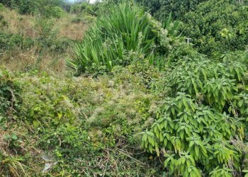 Giardino - Rustic via Costa, Lorsica - photo 20