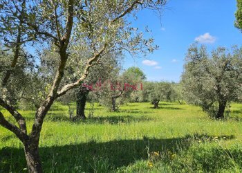 Foto 45 - Villa Magliano in Toscana - foto 45