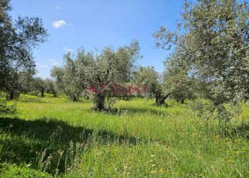 Foto 46 - Villa Magliano in Toscana - foto 46