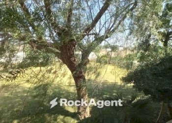 Terreno - Villa via 168, Porto Cesareo - foto 19