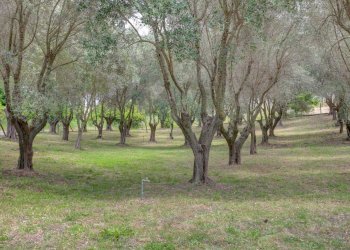 vista - Villa Via del Fontanile di Mezzaluna 231, Fiumicino - photo 20