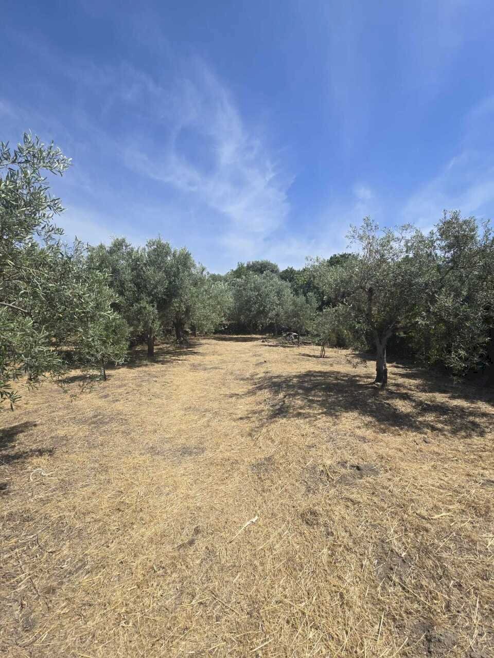 1 - Terreno agricolo Viale dello Sport, Camporotondo Etneo - foto 1